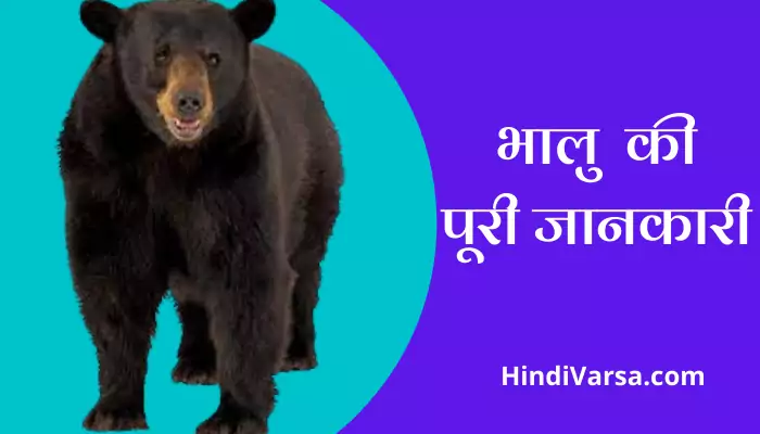 Bear Information In Hindi