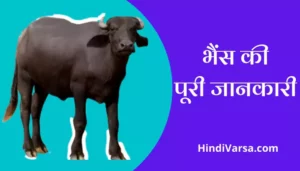 Buffalo Information In Hindi