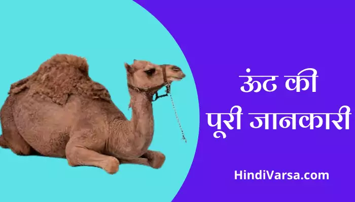 Camel Information In Hindi