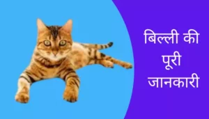 Cat Information In Hindi