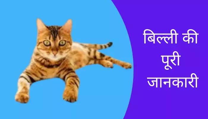 Cat Information In Hindi