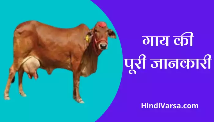 Cow Information In Hindi