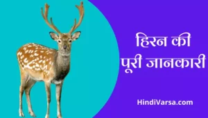 Deer Information In Hindi