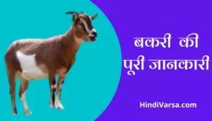 Goat Information In Hindi