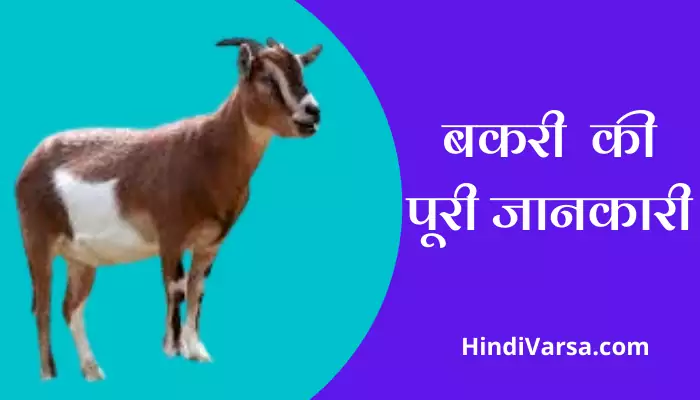 बकरी की पूरी जानकारी Goat Information In Hindi — Hindi Varsa