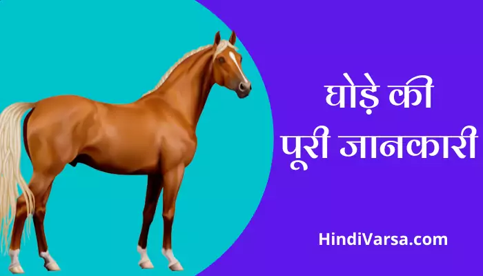 Horse Information In Hindi