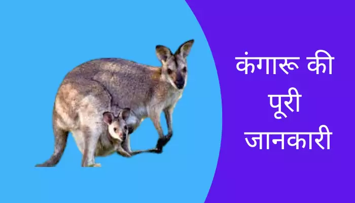 कंगारू की पूरी जानकारी Kangaroo Information In Hindi — Hindi Varsa