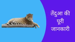 Leopard Information In Hindi