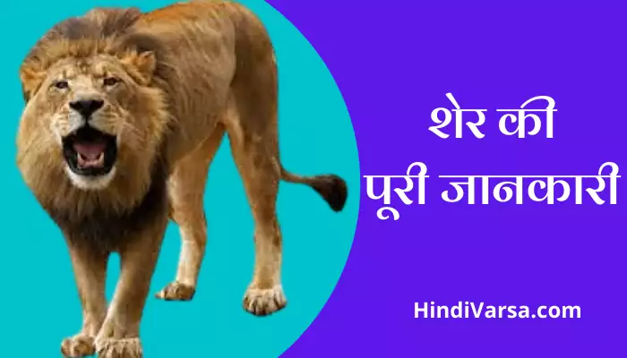 Lion Information In Hindi