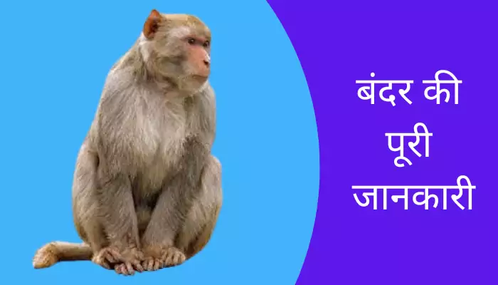 Monkey Information In Hindi