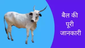 Ox Information In Hindi