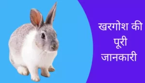Rabbit Information In Hindi