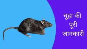 Rat Information In Hindi