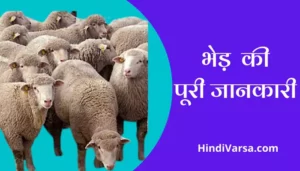 Sheep Information In Hindi