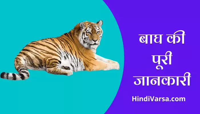 बाघ की पूरी जानकारी Tiger Information In Hindi — Hindi Varsa