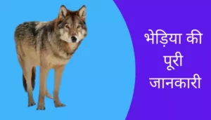 Wolf Information In Hindi