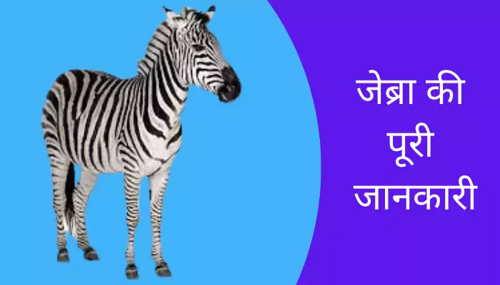Zebra Information In Hindi